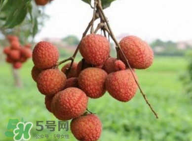 白糖罌和妃子笑哪個好吃？妃子笑和白糖罌的區(qū)別