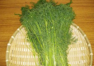 茴香菜什么時(shí)候種？茴香菜什么季節(jié)吃