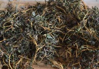 苦菜可以曬干嗎？苦菜怎么曬干？