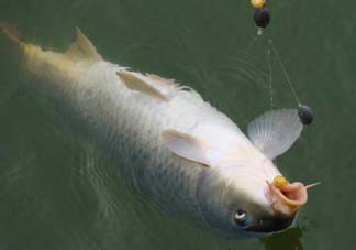 端午節(jié)好釣魚嗎?？端午節(jié)可以釣魚嗎？