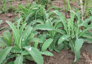 苦菜多少錢一斤？苦菜多少錢一斤2017？