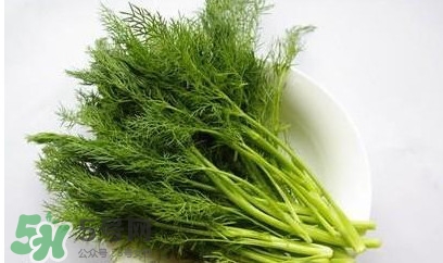 茴香菜怎么做好吃？茴香菜怎么炒好吃