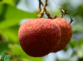 掛綠荔枝為什么那么貴？為什么掛綠荔枝這么貴？