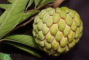 釋迦果怎樣催熟？釋迦果怎么判斷熟沒熟？