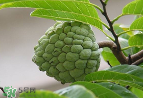 釋迦果怎么保存？釋迦怎么保存時間長？