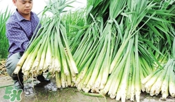 茭白什么時候上市？茭白什么季節(jié)有