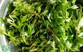 艾葉是什么植物？艾葉和艾草是一回事嗎？