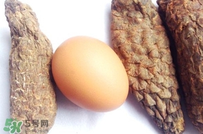 肉蓯蓉怎么吃壯陽？哪些人不能吃肉蓯蓉