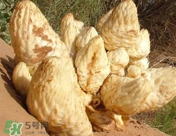 肉叢蓉怎么吃補腎？肉蓯蓉的食用方法