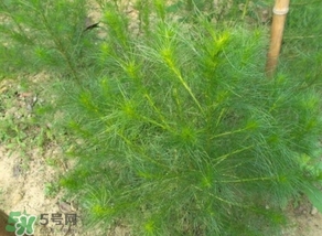 豬毛菜怎么做好吃？豬毛菜怎么吃好吃