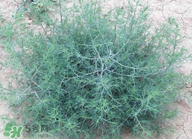 豬毛菜怎么做好吃？豬毛菜怎么吃好吃