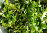 艾葉是什么植物？艾葉和艾草是一回事嗎？