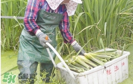 茭白是什么菜？茭白是什么植物