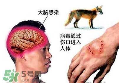 狂犬病是通過(guò)什么傳播的？狂犬病傳播途徑有哪些