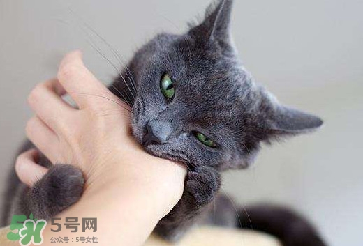 被貓抓傷會得狂犬病嗎？被貓咬了會得狂犬病嗎