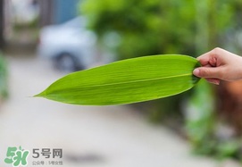 粽葉有幾種？粽葉哪種好？