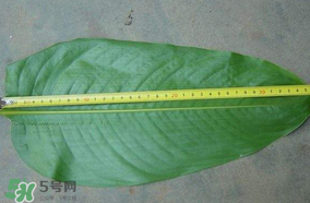 粽子葉要泡多久？粽子葉怎么泡？