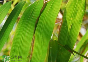 粽子葉要泡多久？粽子葉怎么泡？