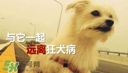 狂犬病能治好嗎？狂犬病的早期癥狀