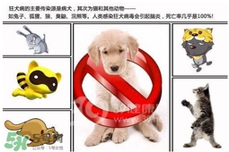 狂犬病是通過(guò)什么傳播的？狂犬病傳播途徑有哪些