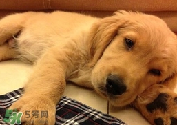 狂犬病是通過(guò)什么傳播的？狂犬病傳播途徑有哪些