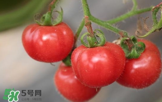 西紅柿能和蝦一起吃嗎？西紅柿可以和蝦一起吃嗎