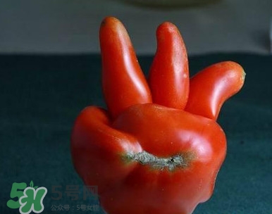 西紅柿不能和什么一起吃？西紅柿與哪些食物相克