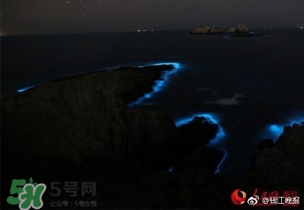 浙江多地驚現(xiàn)藍(lán)眼淚現(xiàn)象 藍(lán)眼淚是什么？
