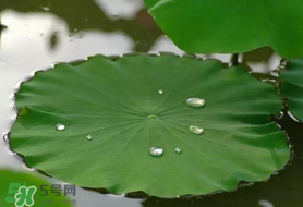 粽葉可以用什么代替？粽子葉可以用什么代替？