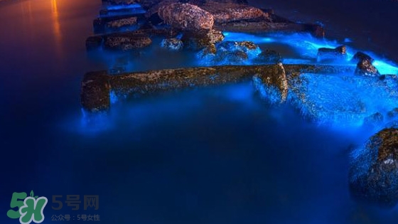 浙江多地驚現(xiàn)藍(lán)眼淚現(xiàn)象 藍(lán)眼淚是什么？