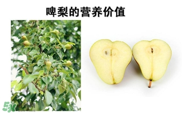青啤梨要放軟了吃嗎？啤梨放軟了才能吃嗎？