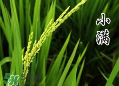 節(jié)氣小滿大滿是什么意思？24節(jié)氣為什么沒(méi)有大滿