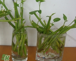 空心菜可以水養(yǎng)嗎？空心菜可以種在水里嗎