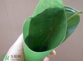 粽葉是什么植物的葉子？粽子葉是什么葉子？