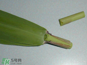 粽葉是蘆葦葉嗎？粽葉和蘆葦葉的區(qū)別