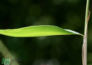 箬葉和粽葉有什么區(qū)別？箬葉是粽葉嗎？
