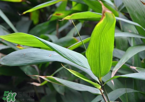 箬葉和粽葉有什么區(qū)別？箬葉是粽葉嗎？