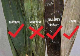 粽葉怎么曬干？粽葉怎么曬干不卷？