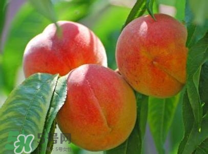 孕婦能吃桃子嗎？孕婦吃桃子對胎兒好嗎？