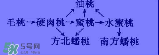 沒(méi)有毛的桃子叫什么？桃子毛為什么會(huì)癢？
