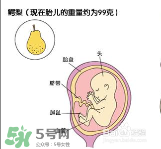 懷孕四個(gè)月需要做什么檢查？懷孕四個(gè)月胎兒圖