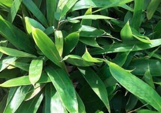 粽葉是什么植物的葉子？粽子葉是什么葉子？