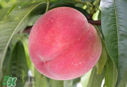 桃子的種類有哪些？哪種桃子最好吃？