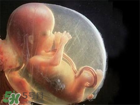 懷孕四個(gè)月需要做什么檢查？懷孕四個(gè)月胎兒圖