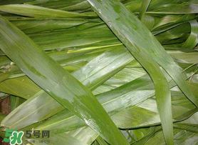 蘆葦葉包粽子之前要煮嗎？蘆葦葉煮多久？