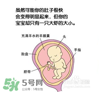 懷孕四個(gè)月需要做什么檢查？懷孕四個(gè)月胎兒圖