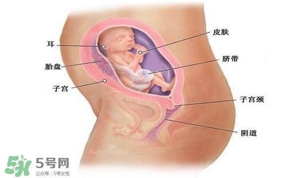 懷孕四個(gè)月需要做什么檢查？懷孕四個(gè)月胎兒圖
