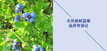悠蜜藍(lán)莓利口酒保質(zhì)期是多久？悠蜜藍(lán)莓利口酒保質(zhì)期是幾年？