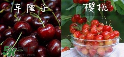 櫻桃和車厘子有什么區(qū)別？櫻桃和車厘子哪個貴？