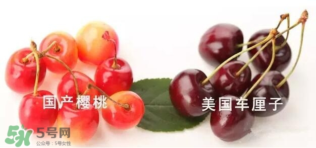 櫻桃和車厘子有什么區(qū)別？櫻桃和車厘子哪個貴？